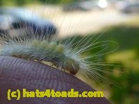 /home//u458753944/public_html/sourcegallery///Insects and small critters/butterflies and moths (Lepidoptera)/P1070272.JPG